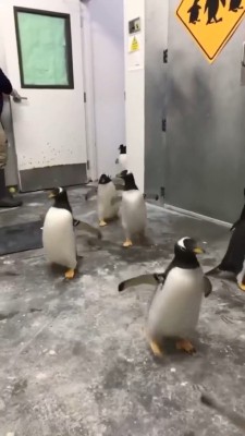 حیوان-پنگوئن