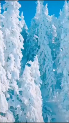 برف-جنگل-زمستان