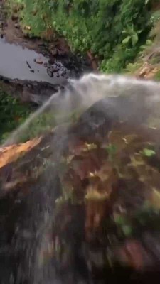 جنگل-آبشار