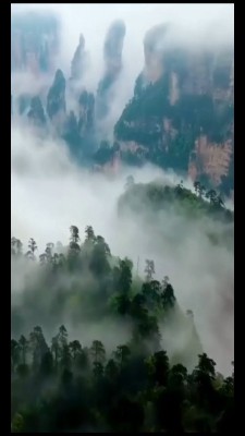 جنگل-مه