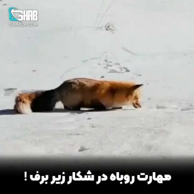 مهارت روباه در شکار زیر برف !