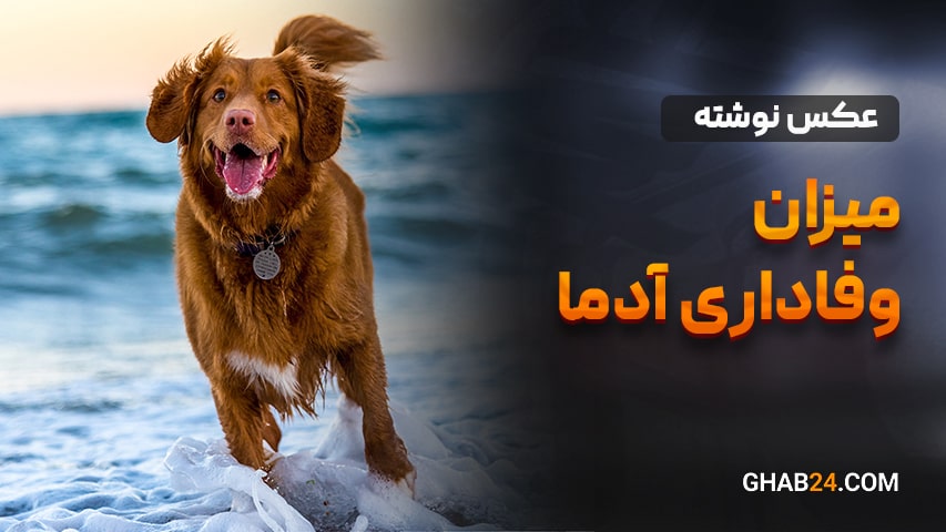 میزان وفاداری انسانها